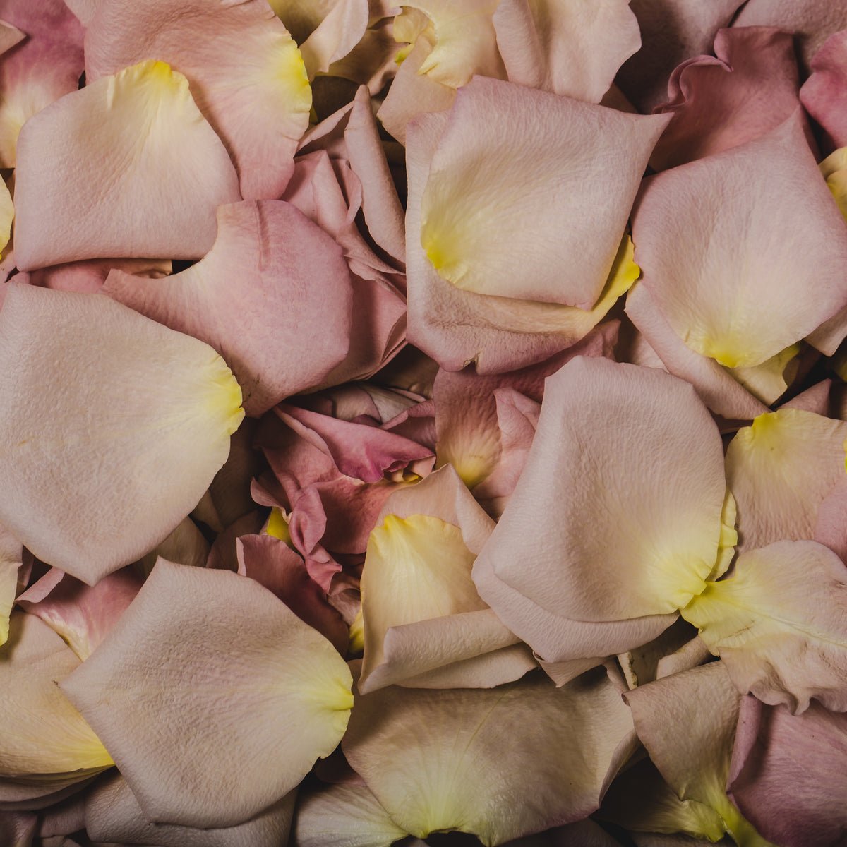 Eau de Parfum Rose de Blida